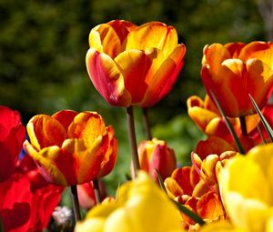 Preview wallpaper tulips, flowers, flowing, colorful, sunny