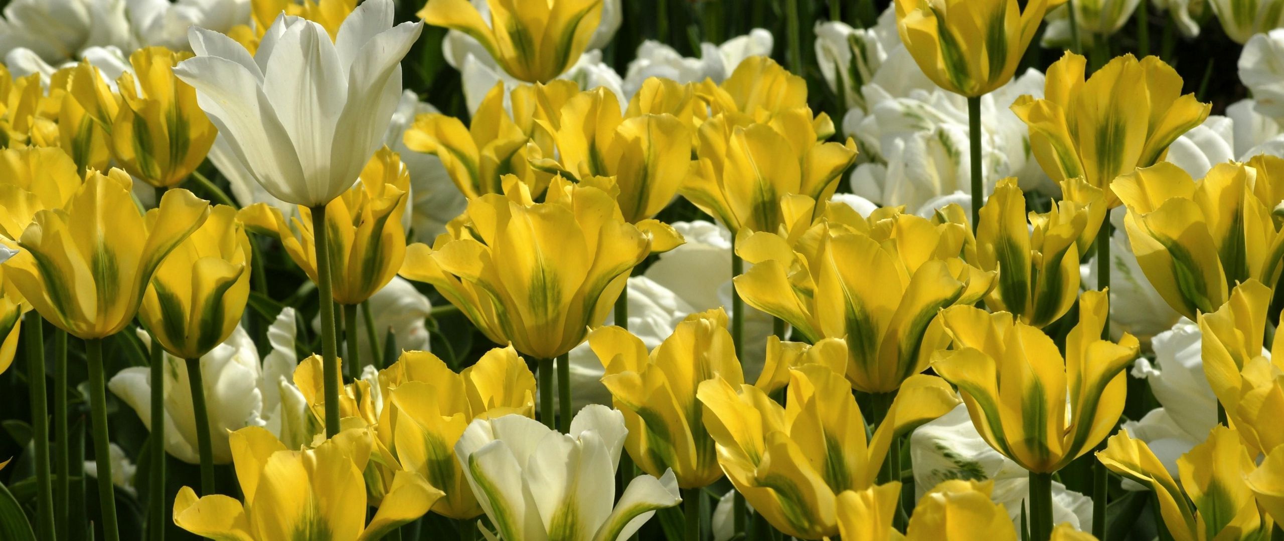 Download Wallpaper 2560x1080 Tulips, Flowers, Flowing, Lot Dual Wide 