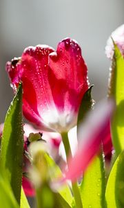 Preview wallpaper tulips, flowers, frost, petals