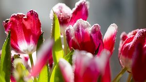 Preview wallpaper tulips, flowers, frost, petals