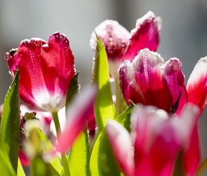 Preview wallpaper tulips, flowers, frost, petals