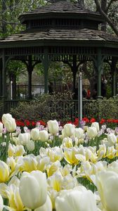Preview wallpaper tulips, flowers, garden, flowerbed