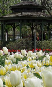 Preview wallpaper tulips, flowers, garden, flowerbed