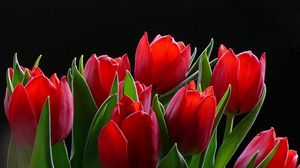 Preview wallpaper tulips, flowers, herbs, background