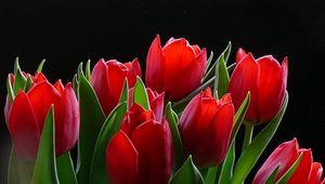 Preview wallpaper tulips, flowers, herbs, background