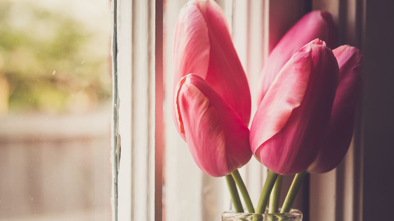 Wallpaper tulips, flowers, jar, window