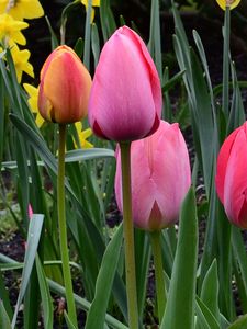 Preview wallpaper tulips, flowers, leaves, spring