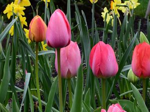 Preview wallpaper tulips, flowers, leaves, spring