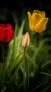 Preview wallpaper tulips, flowers, leaves, flowerbed