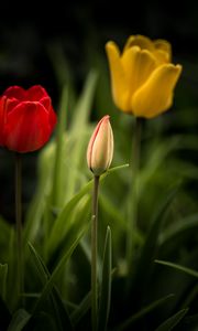 Preview wallpaper tulips, flowers, leaves, flowerbed