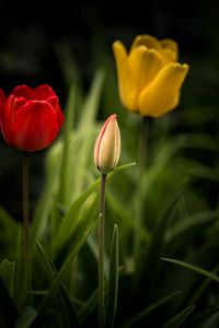 Preview wallpaper tulips, flowers, leaves, flowerbed
