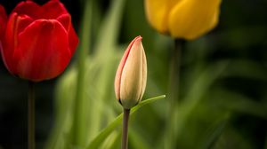 Preview wallpaper tulips, flowers, leaves, flowerbed
