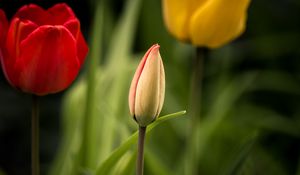 Preview wallpaper tulips, flowers, leaves, flowerbed