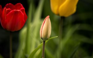 Preview wallpaper tulips, flowers, leaves, flowerbed