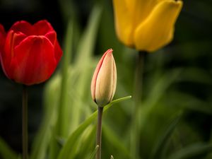 Preview wallpaper tulips, flowers, leaves, flowerbed