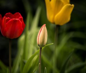 Preview wallpaper tulips, flowers, leaves, flowerbed