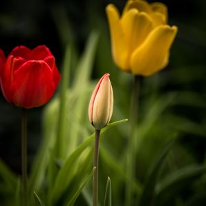 Preview wallpaper tulips, flowers, leaves, flowerbed