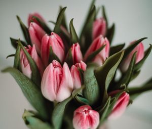 Preview wallpaper tulips, flowers, leaves, pink