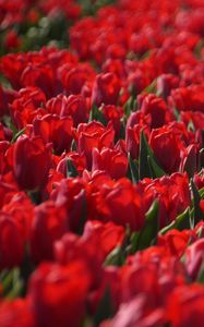 Preview wallpaper tulips, flowers, leaves, red
