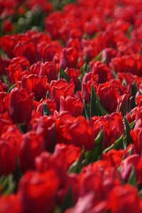 Preview wallpaper tulips, flowers, leaves, red