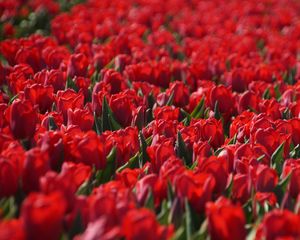 Preview wallpaper tulips, flowers, leaves, red