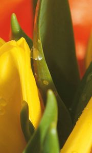 Preview wallpaper tulips, flowers, leaves, flower