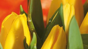 Preview wallpaper tulips, flowers, leaves, flower