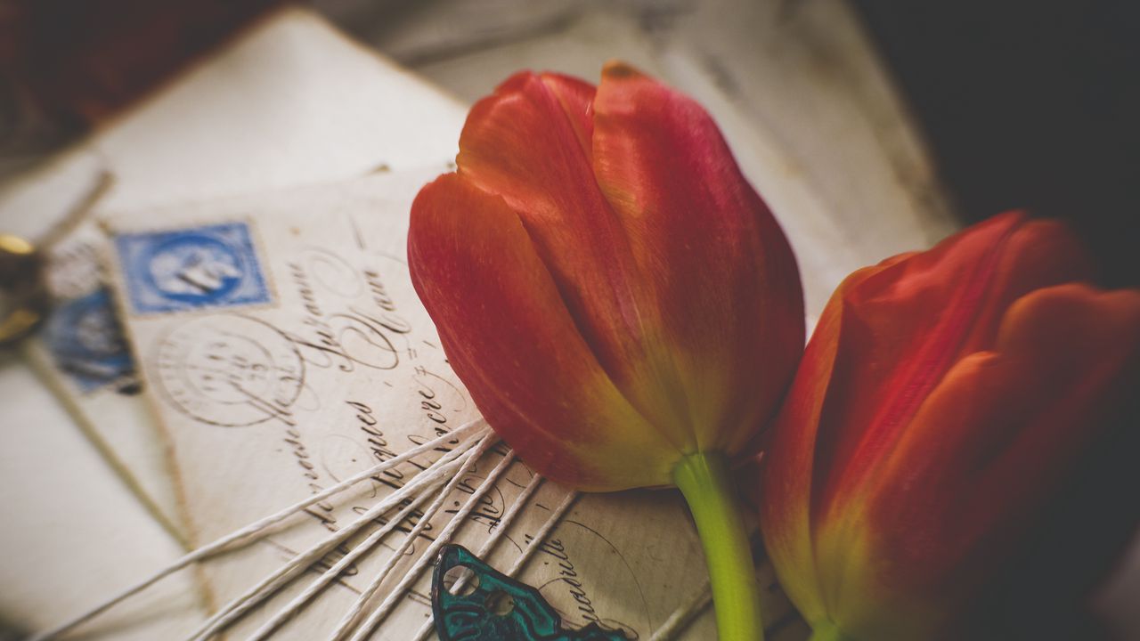 Wallpaper tulips, flowers, letters, envelopes, aesthetics
