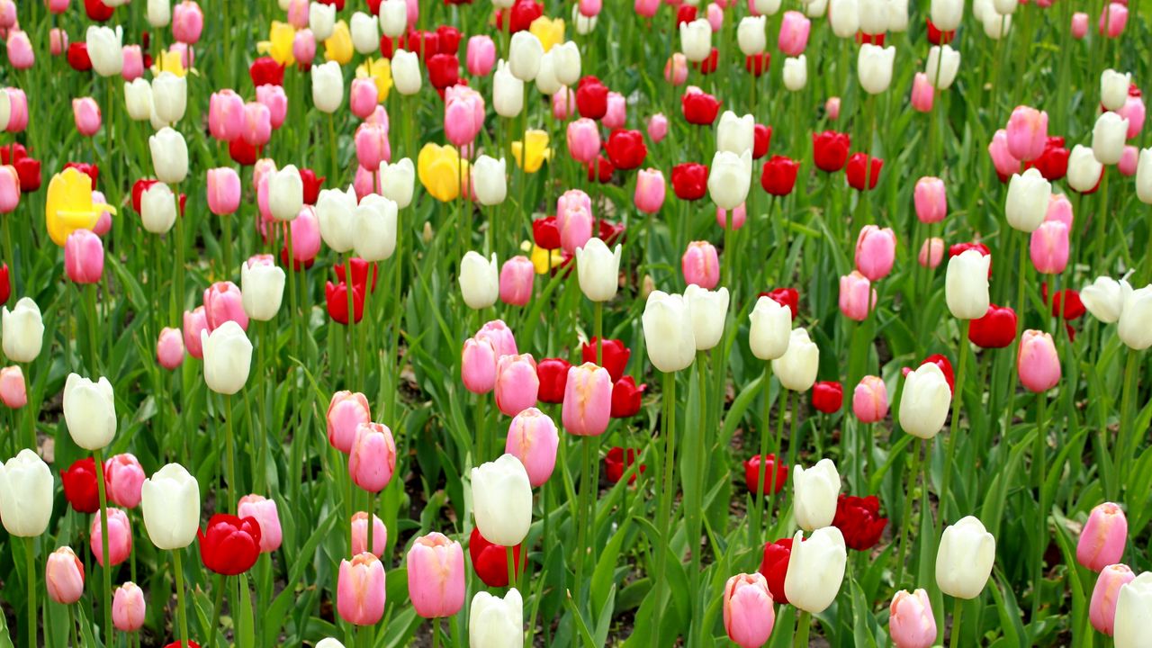 Wallpaper tulips, flowers, many, different, leaves