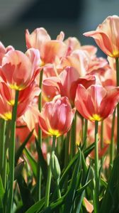 Preview wallpaper tulips, flowers, many, bed, spring