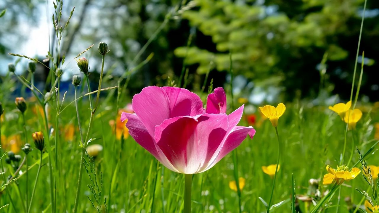 Wallpaper tulips, flowers, meadow, grass, sunny, beautiful