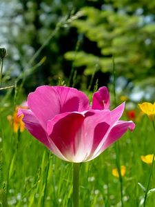 Preview wallpaper tulips, flowers, meadow, grass, sunny, beautiful