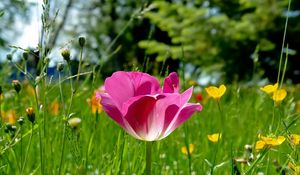 Preview wallpaper tulips, flowers, meadow, grass, sunny, beautiful