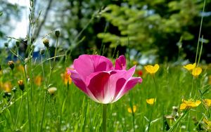 Preview wallpaper tulips, flowers, meadow, grass, sunny, beautiful