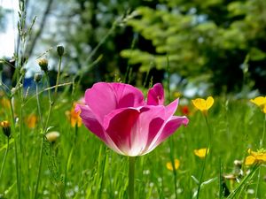 Preview wallpaper tulips, flowers, meadow, grass, sunny, beautiful