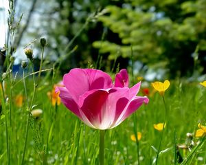 Preview wallpaper tulips, flowers, meadow, grass, sunny, beautiful