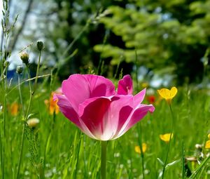 Preview wallpaper tulips, flowers, meadow, grass, sunny, beautiful