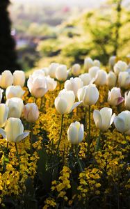 Preview wallpaper tulips, flowers, meadow, grass