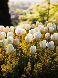 Preview wallpaper tulips, flowers, meadow, grass