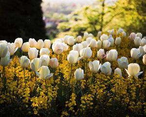 Preview wallpaper tulips, flowers, meadow, grass