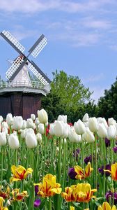 Preview wallpaper tulips, flowers, mill, field