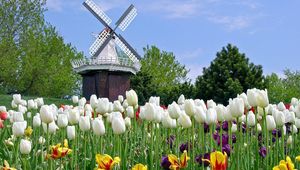 Preview wallpaper tulips, flowers, mill, field