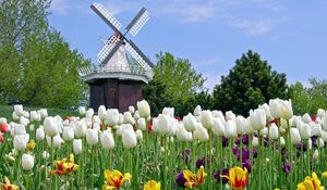 Preview wallpaper tulips, flowers, mill, field