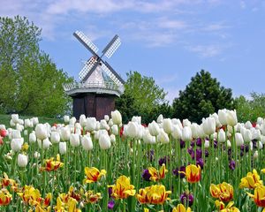 Preview wallpaper tulips, flowers, mill, field