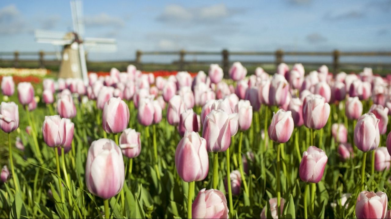 Wallpaper tulips, flowers, mill, field, fence, sky, verdure