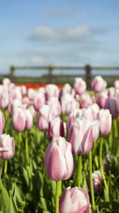 Preview wallpaper tulips, flowers, mill, field, fence, sky, verdure