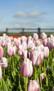 Preview wallpaper tulips, flowers, mill, field, fence, sky, verdure