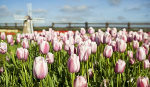 Preview wallpaper tulips, flowers, mill, field, fence, sky, verdure