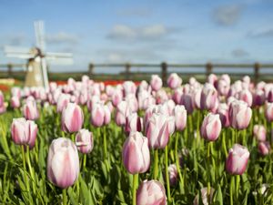 Preview wallpaper tulips, flowers, mill, field, fence, sky, verdure