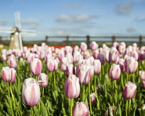 Preview wallpaper tulips, flowers, mill, field, fence, sky, verdure